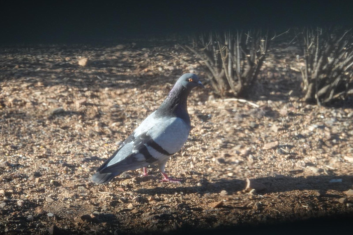Rock Pigeon (Feral Pigeon) - ML633956892