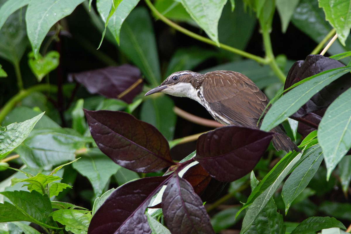Rabdornis Común - ML633956922