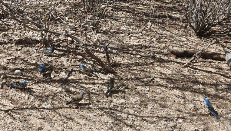 Lazuli Bunting - ML633956983