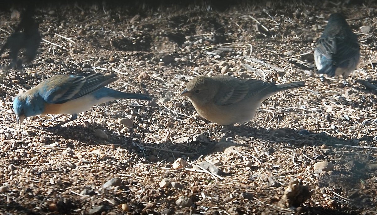 Lazuli Bunting - ML633956984