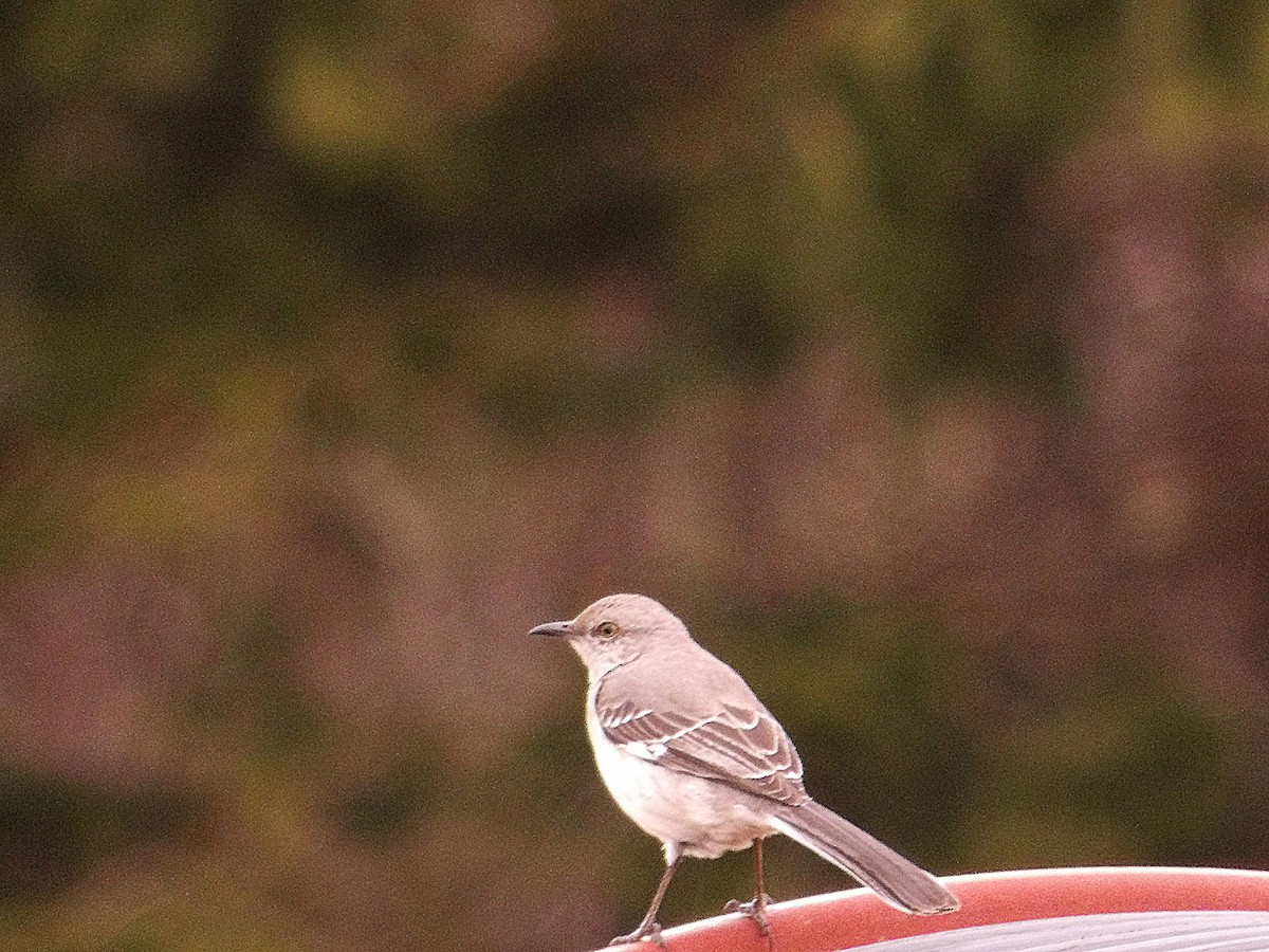 Northern Mockingbird - ML633957004