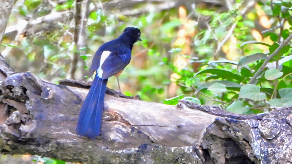Sri Lankan Shama - ML633957006