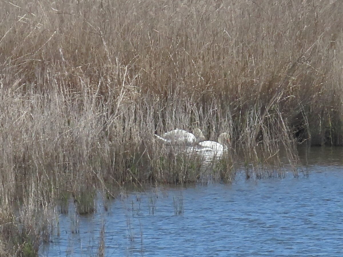 Mute Swan - ML633957035