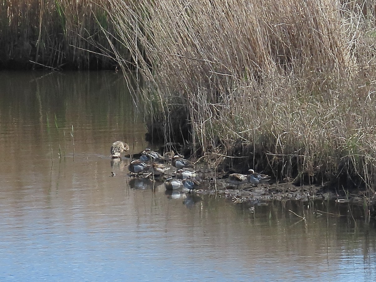 Garganey - ML633957084