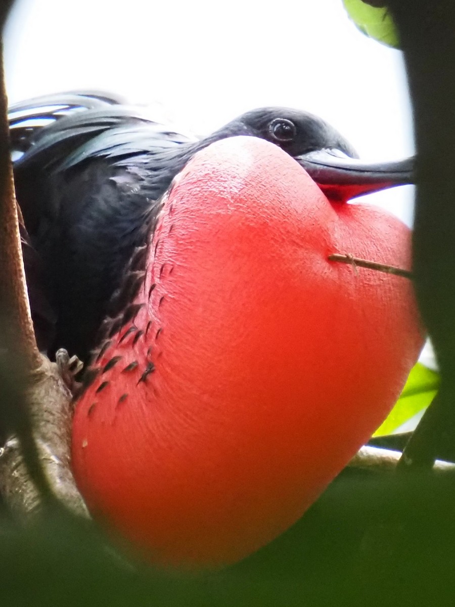 Christmas Island Frigatebird - ML633957103