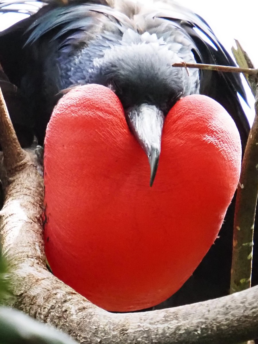 Christmas Island Frigatebird - ML633957104