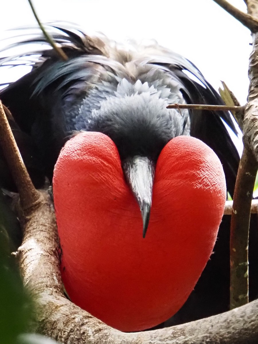 Christmas Island Frigatebird - ML633957105