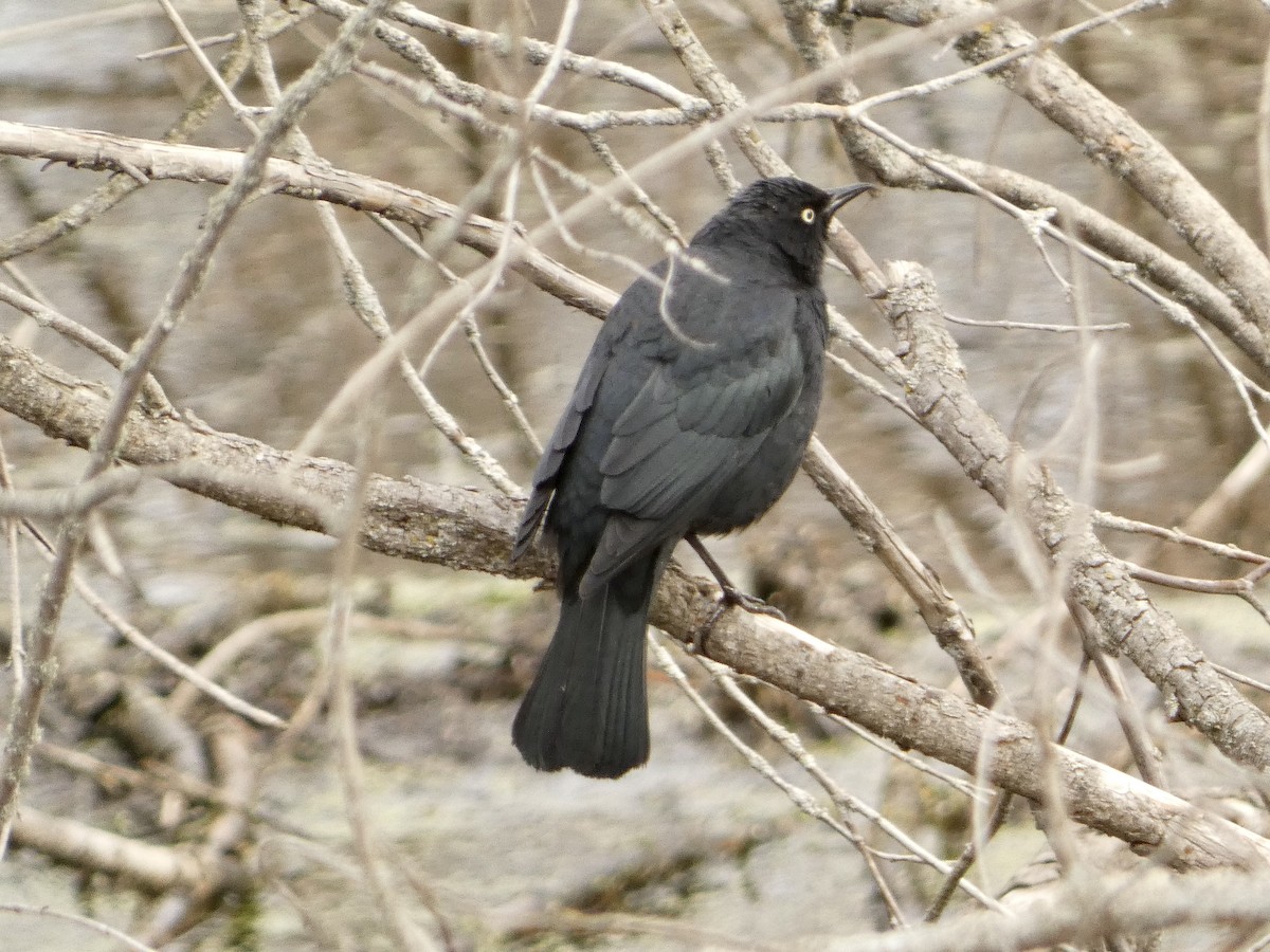 Rusty Blackbird - ML633957160