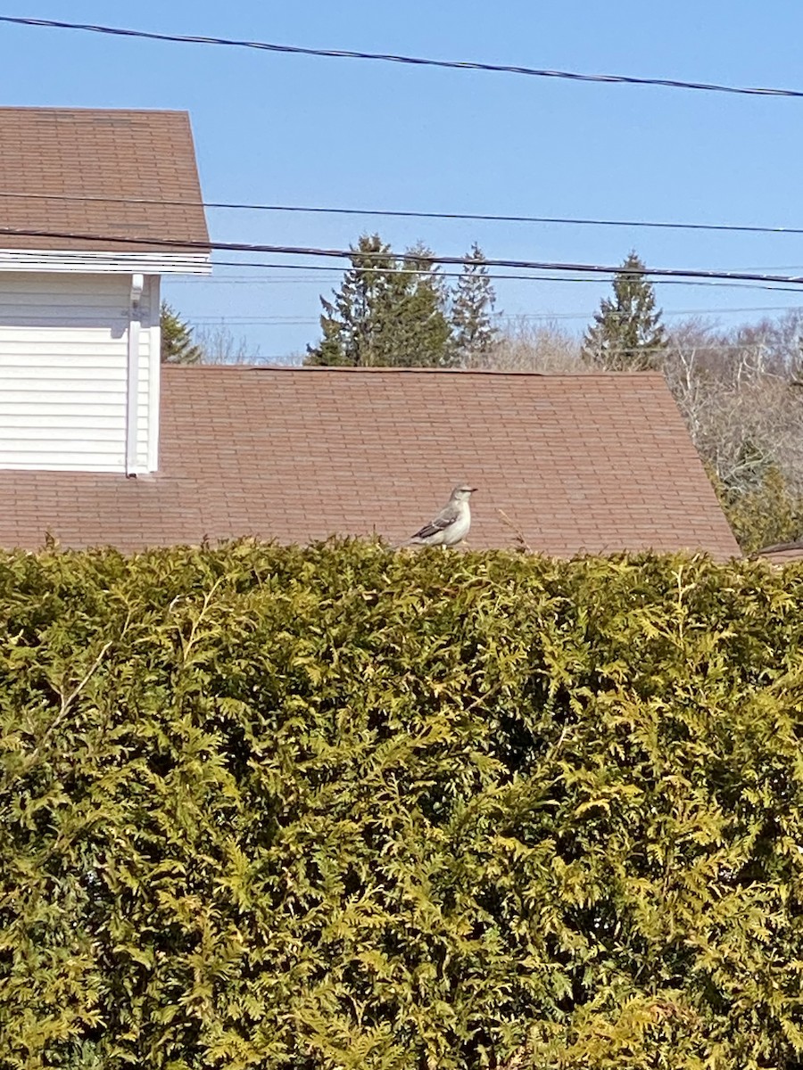 Northern Mockingbird - ML633957173