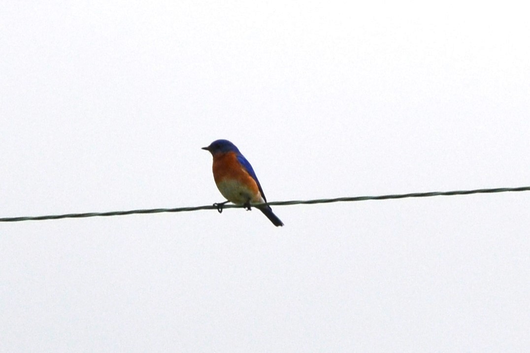 Eastern Bluebird - ML633957178