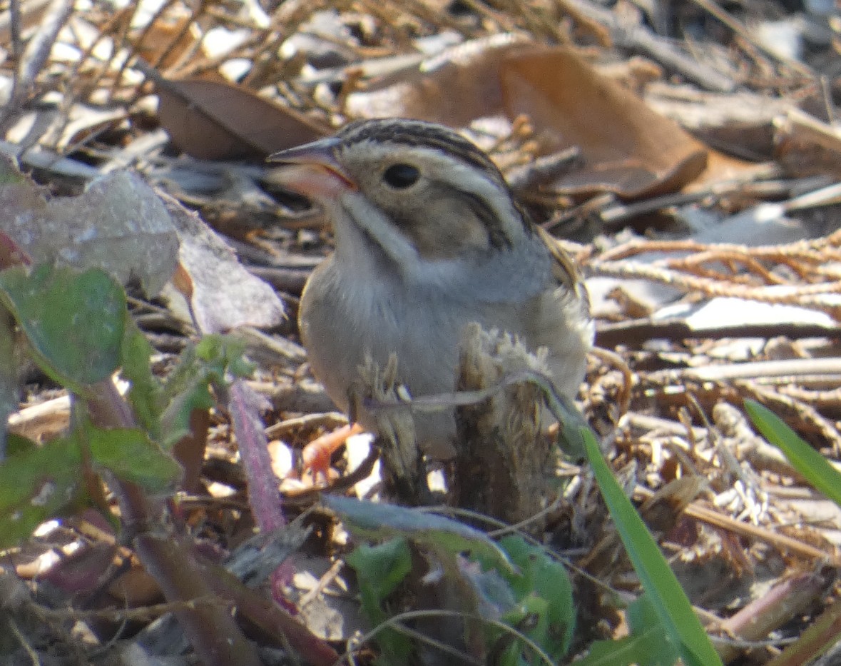 Clay-colored Sparrow - ML633957185