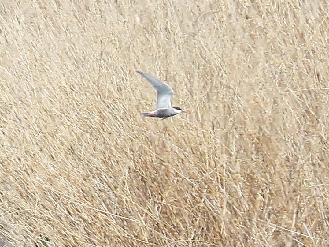 Whiskered Tern - ML633957207