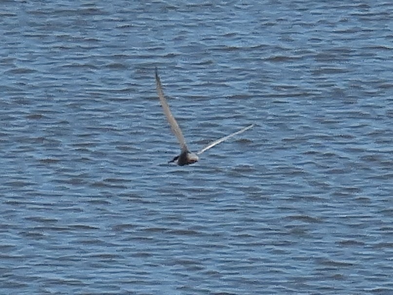 Whiskered Tern - ML633957208