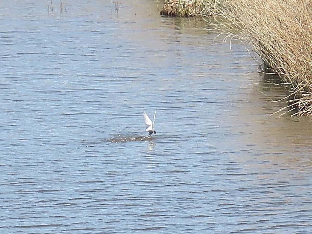 Whiskered Tern - ML633957209
