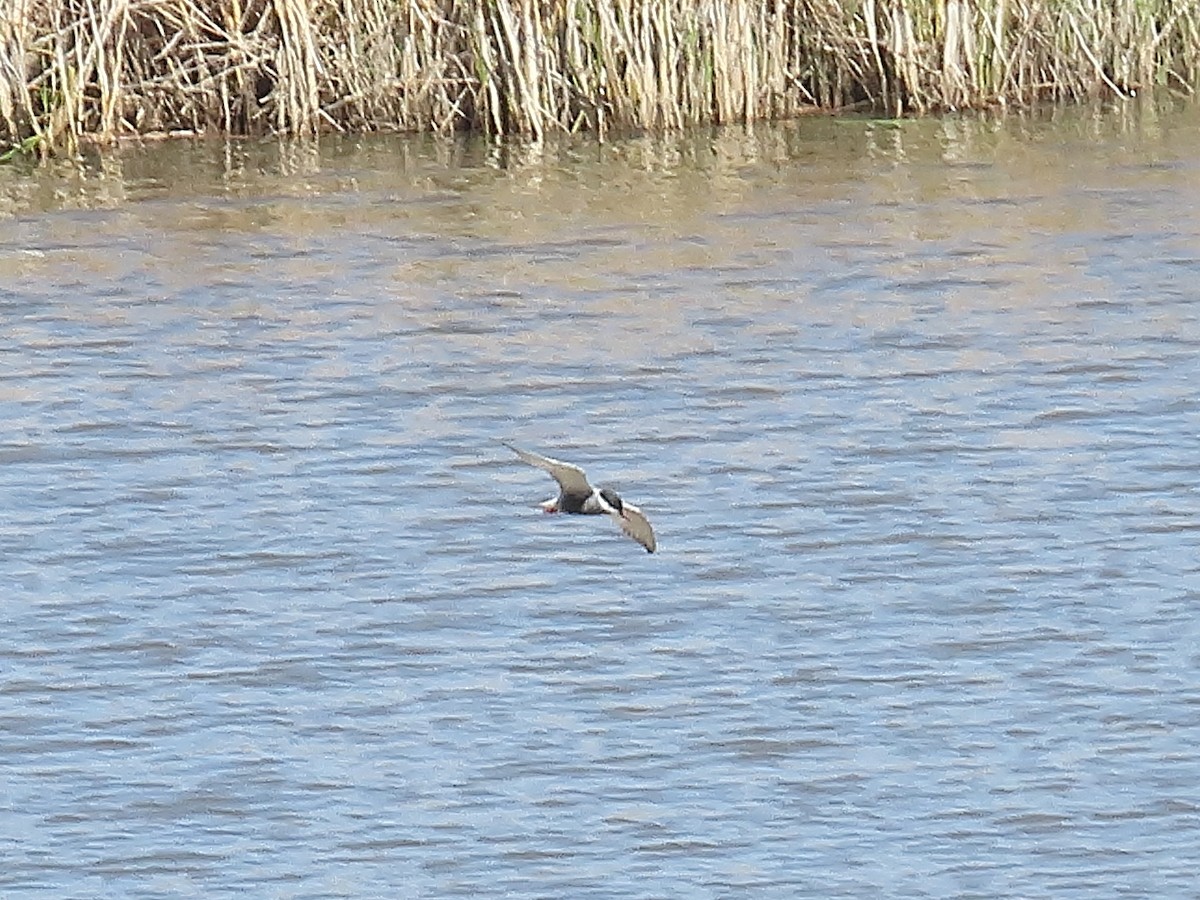 Whiskered Tern - ML633957210
