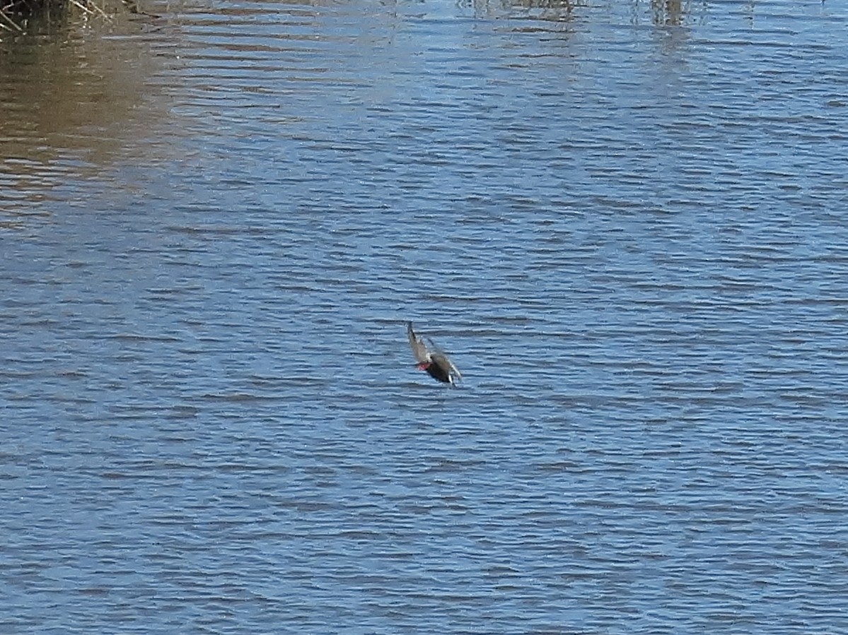 Whiskered Tern - ML633957211