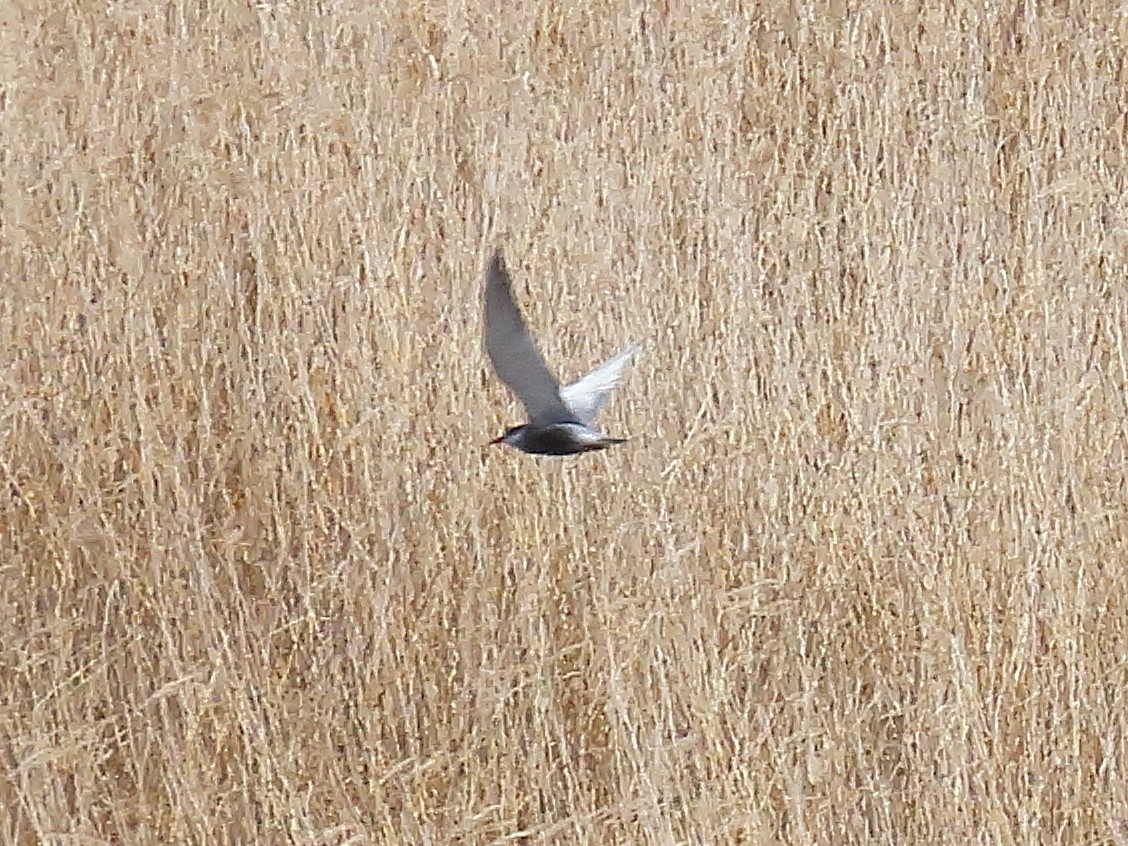 Whiskered Tern - ML633957212