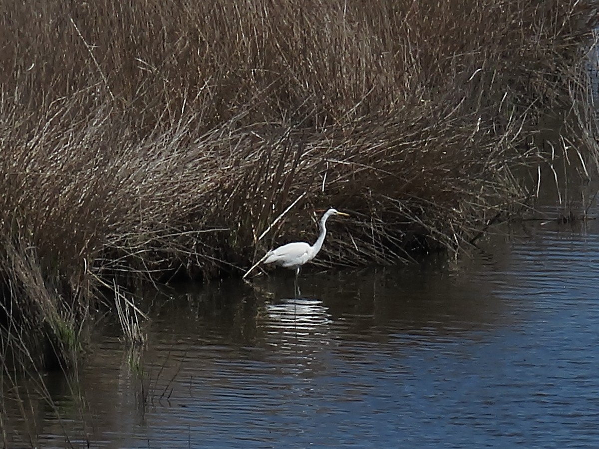Great Egret - ML633957224