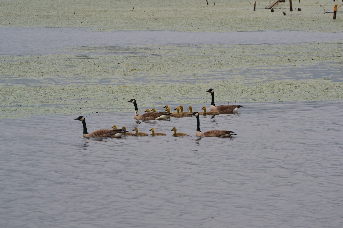Canada Goose - ML633957227
