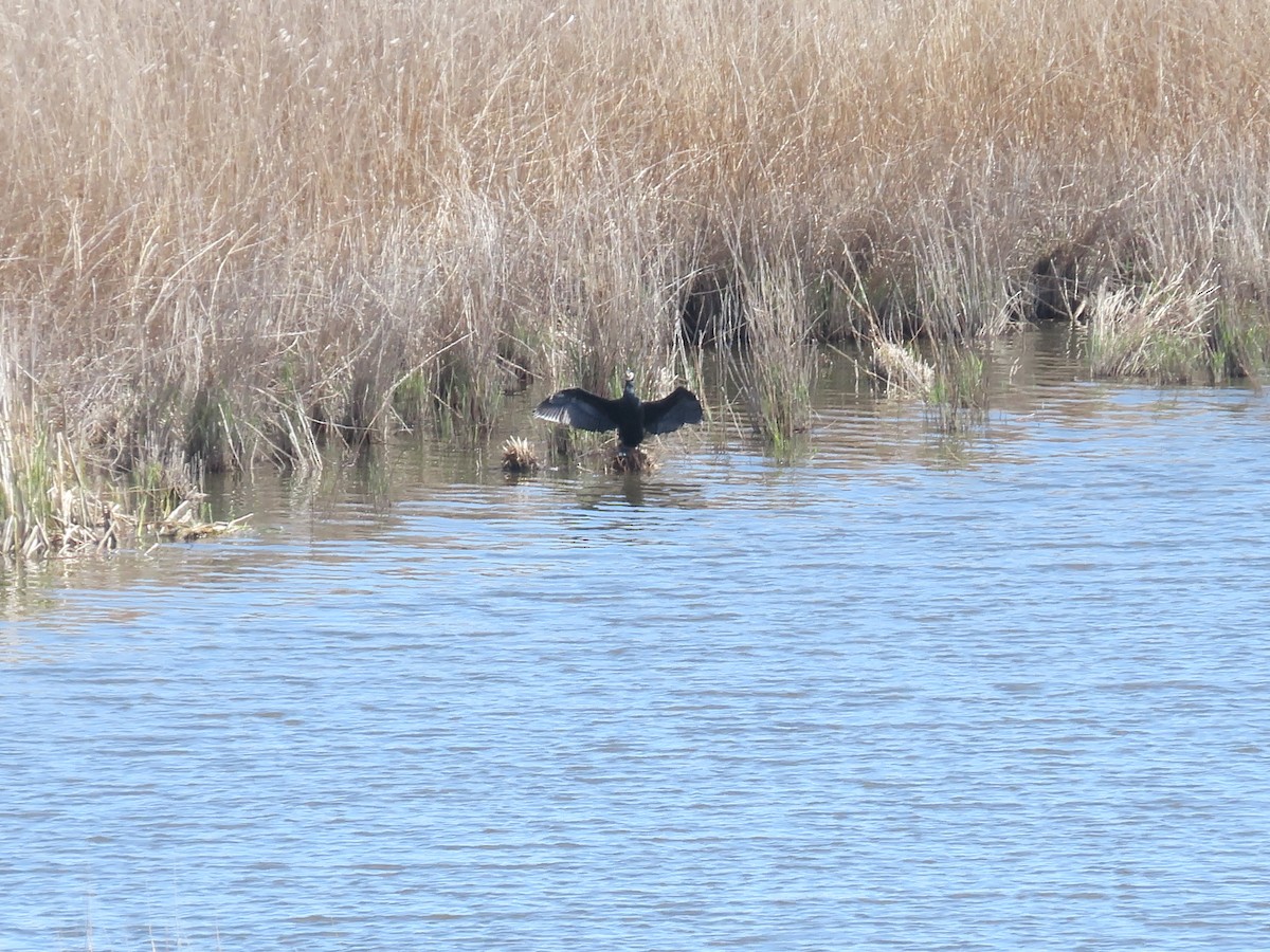 Great Cormorant - ML633957228