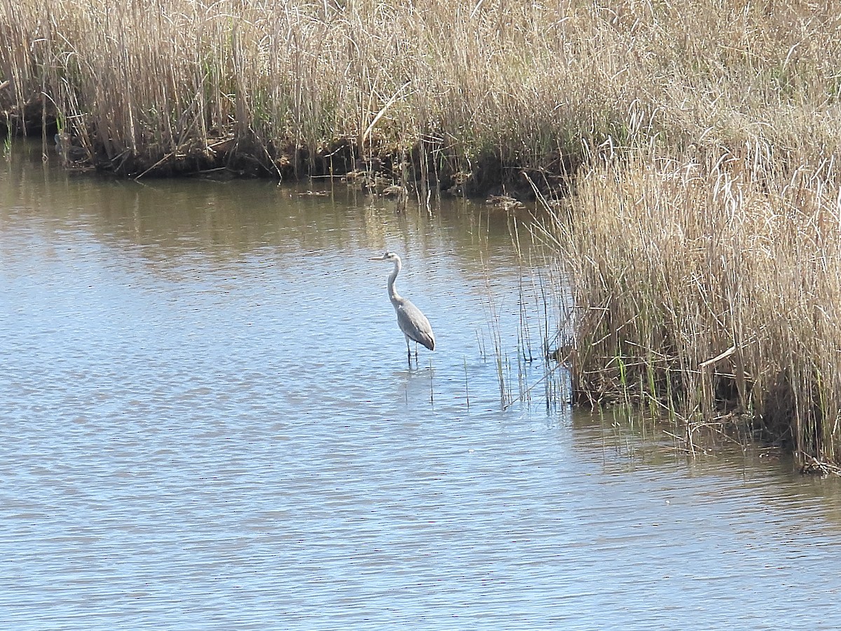 Gray Heron - ML633957234