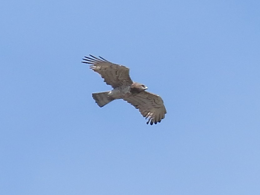 Short-toed Snake-Eagle - ML633957247