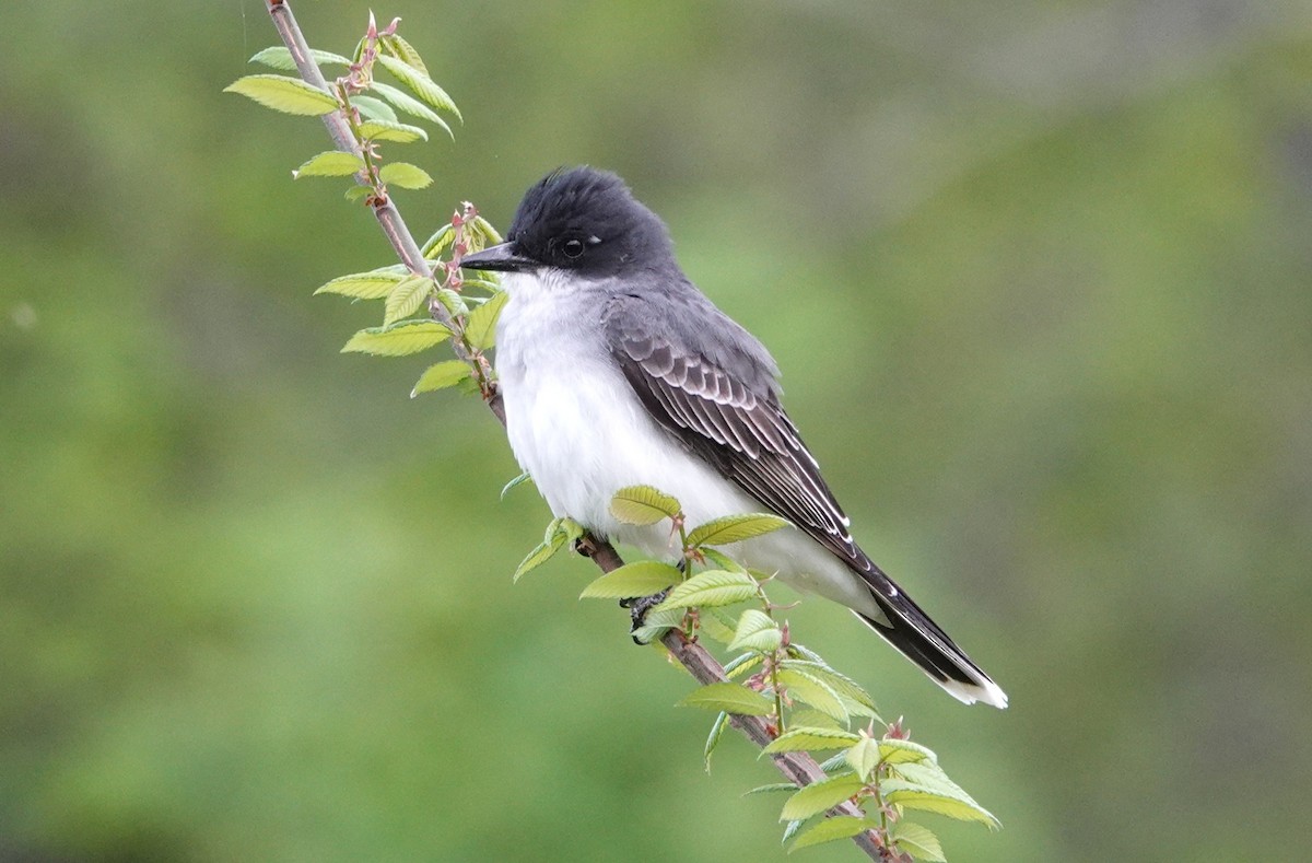 Eastern Kingbird - ML633957268