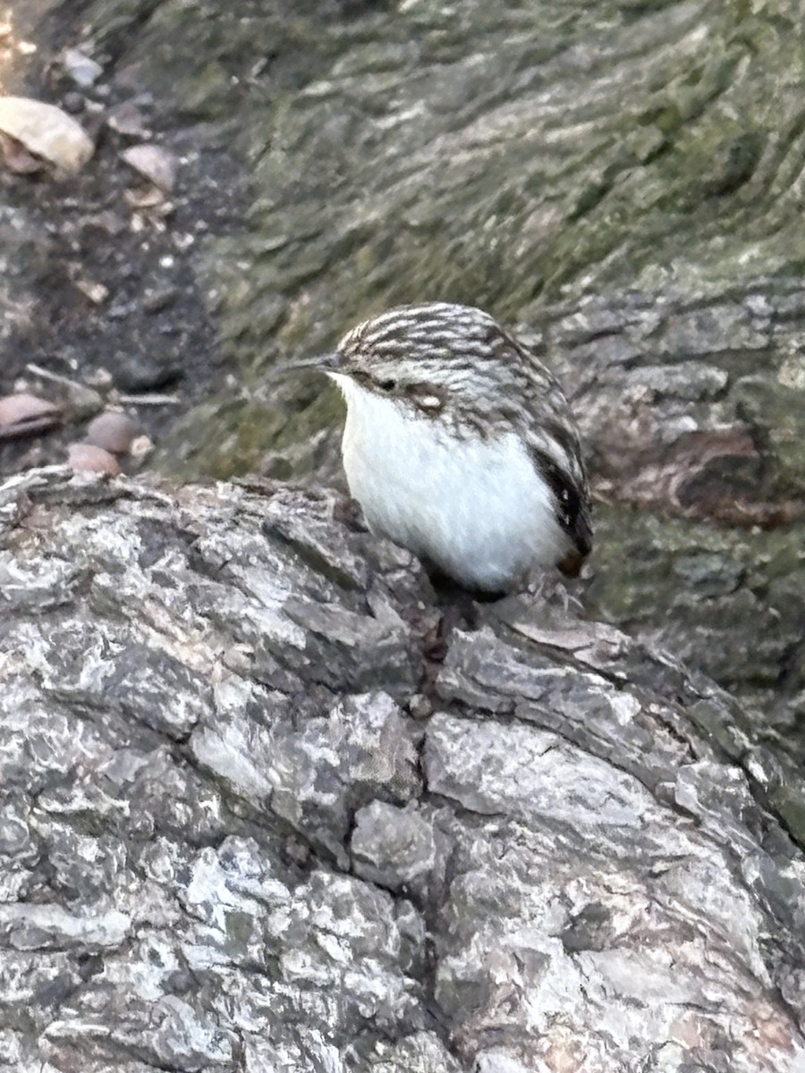 Brown Creeper - ML633957360