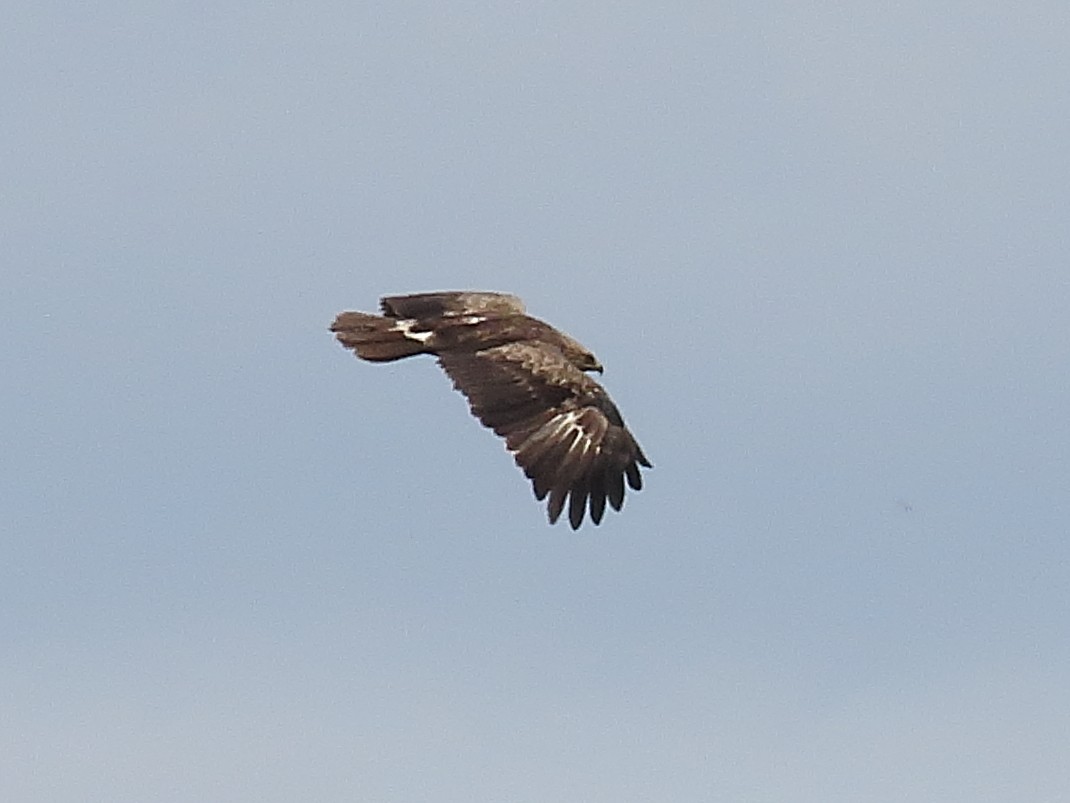 Lesser Spotted Eagle - ML633957399