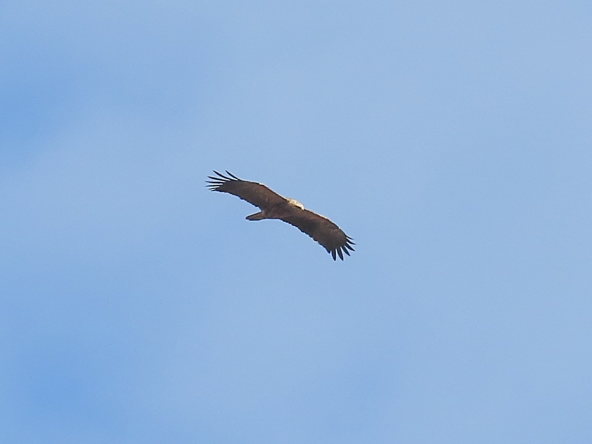 Lesser Spotted Eagle - ML633957400