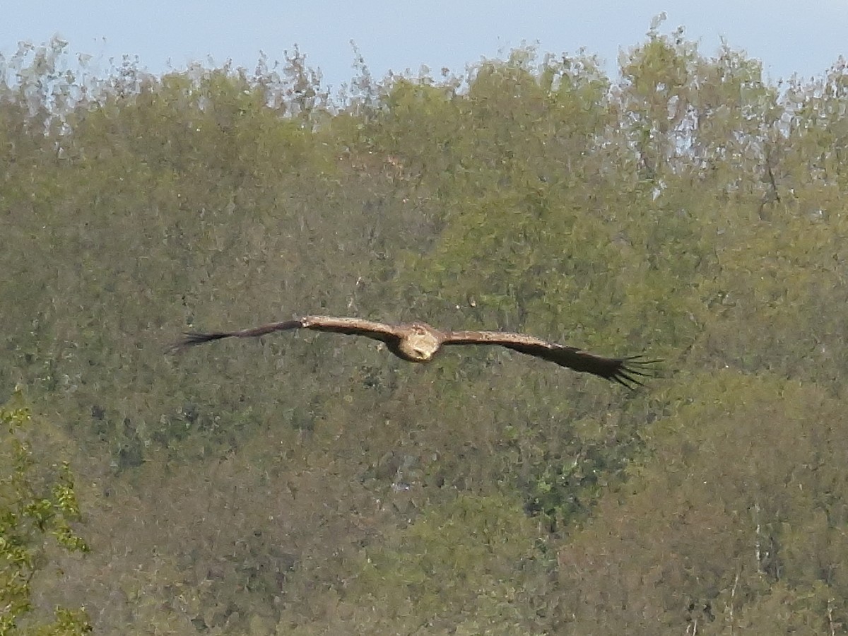Lesser Spotted Eagle - ML633957401
