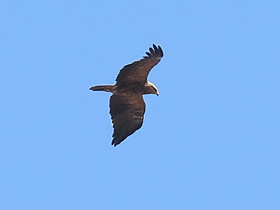 Lesser Spotted Eagle - ML633957402