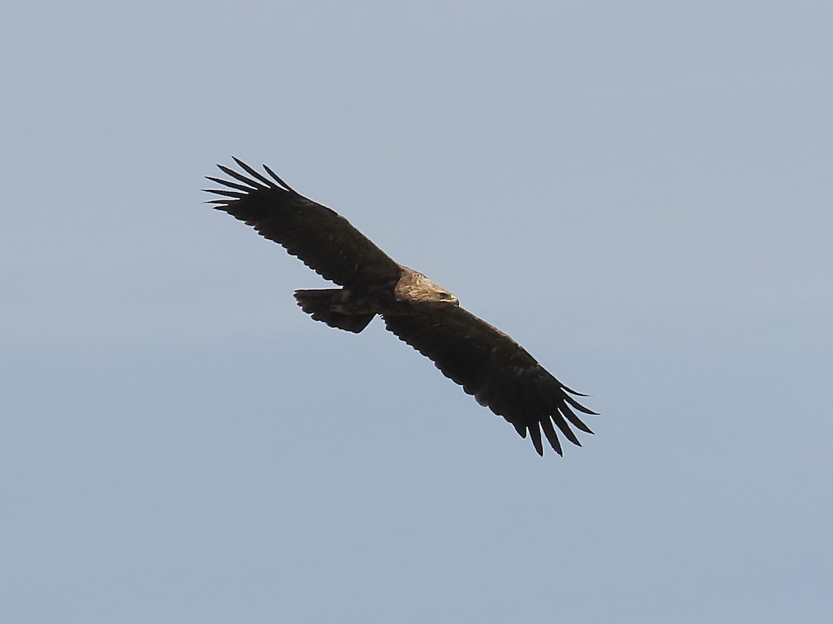 Lesser Spotted Eagle - ML633957403