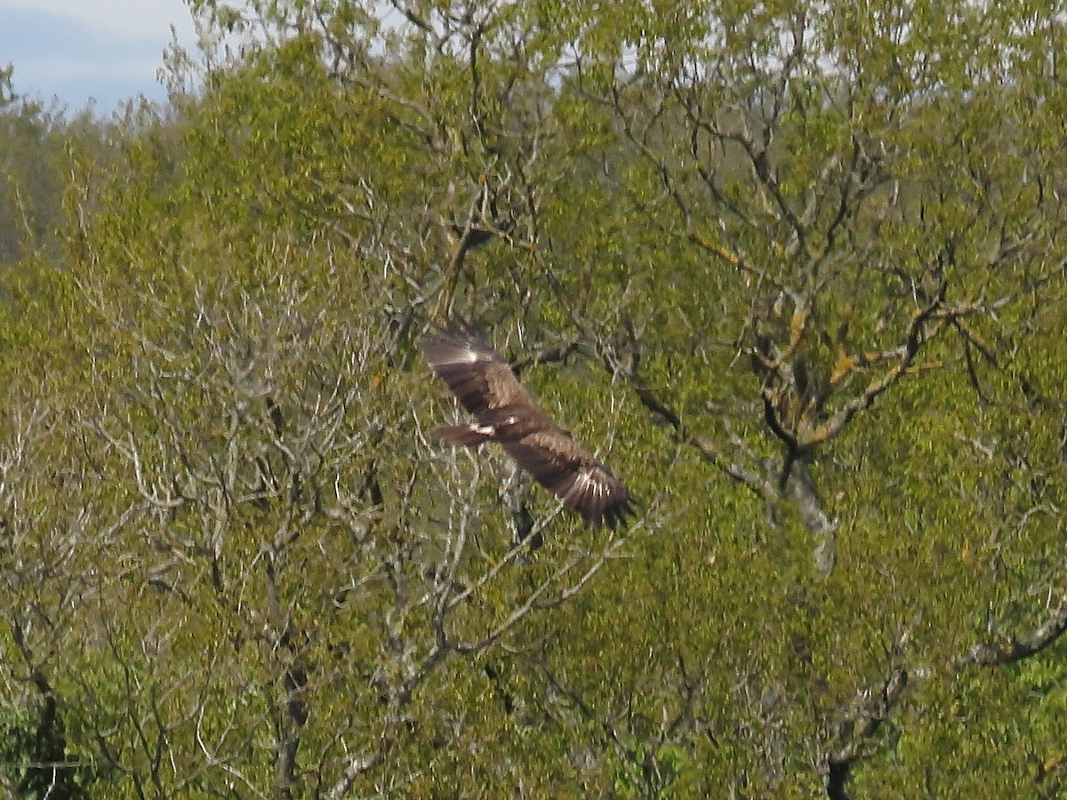 Lesser Spotted Eagle - ML633957404