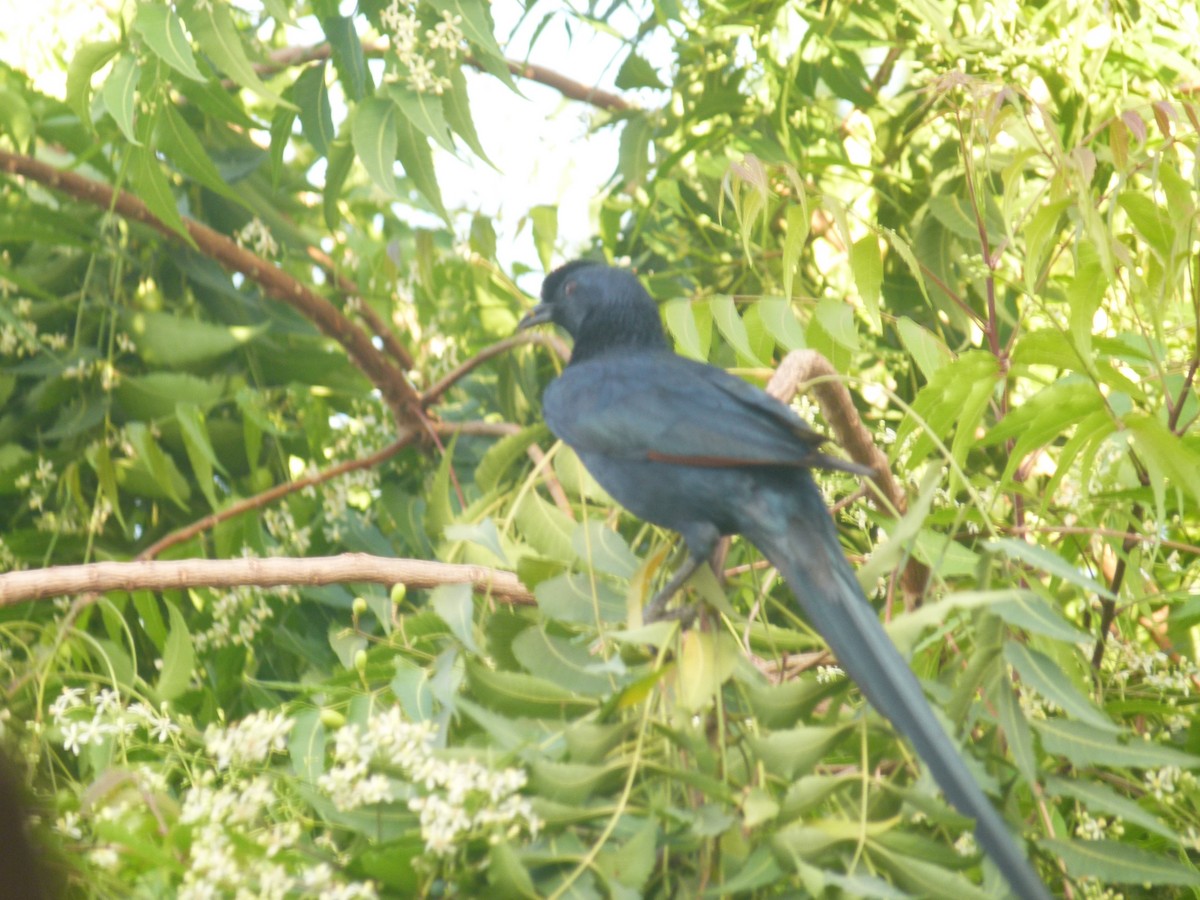 Bristle-crowned Starling - ML633957434