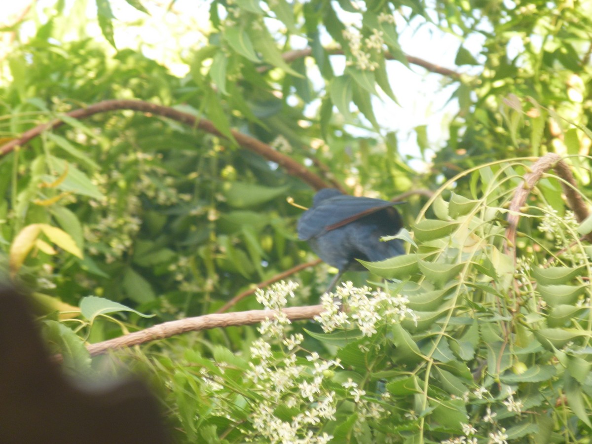 Bristle-crowned Starling - ML633957436