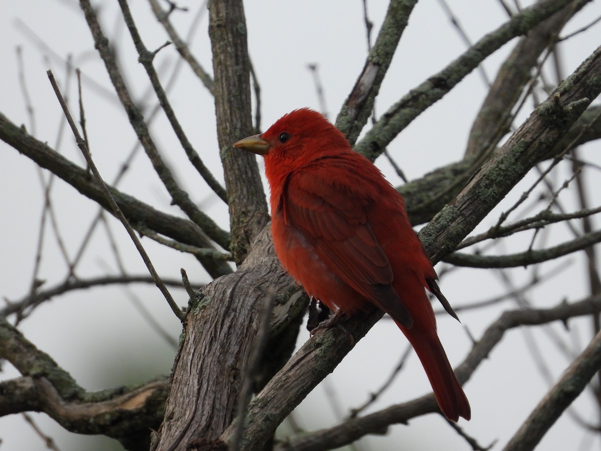 Summer Tanager - ML633957450