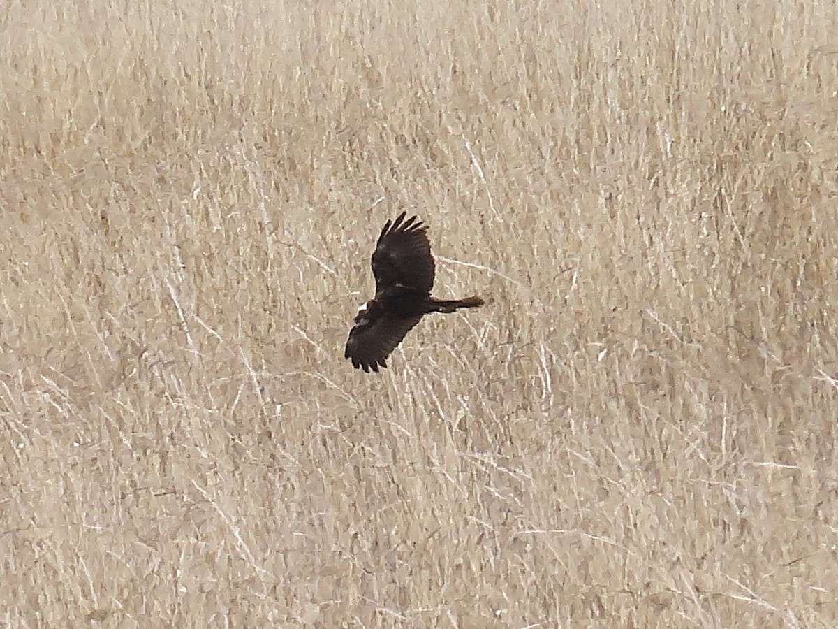 Western Marsh Harrier - ML633957455
