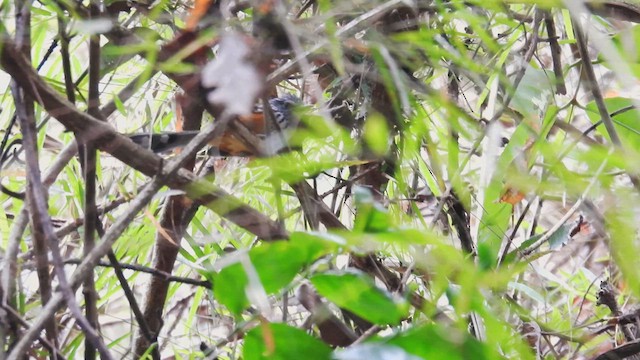 Klages's Antbird - ML633957464