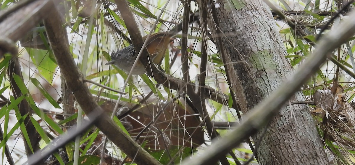 Klages's Antbird - ML633957484