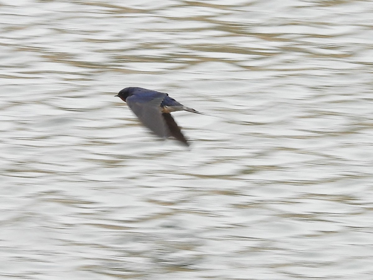 Rondine - ML633957500