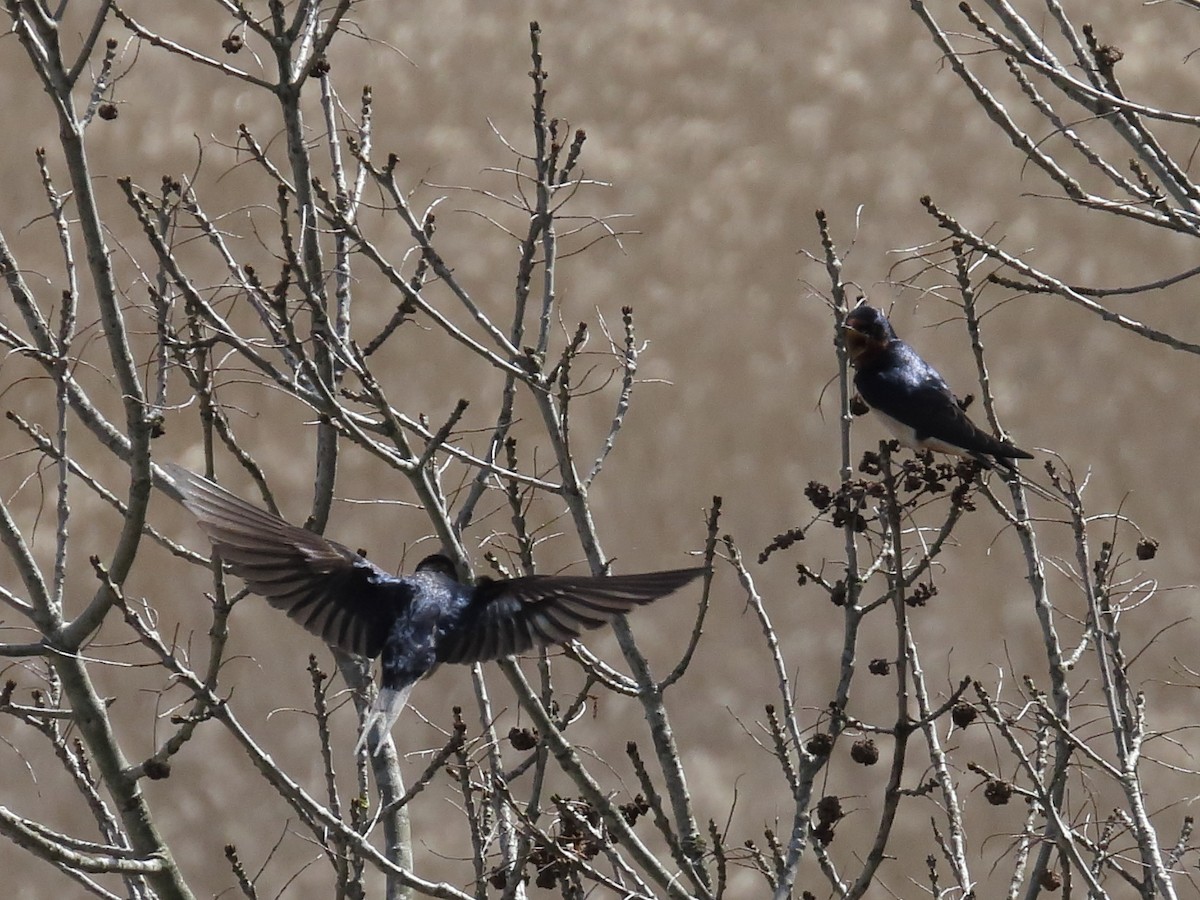 Barn Swallow - ML633957501