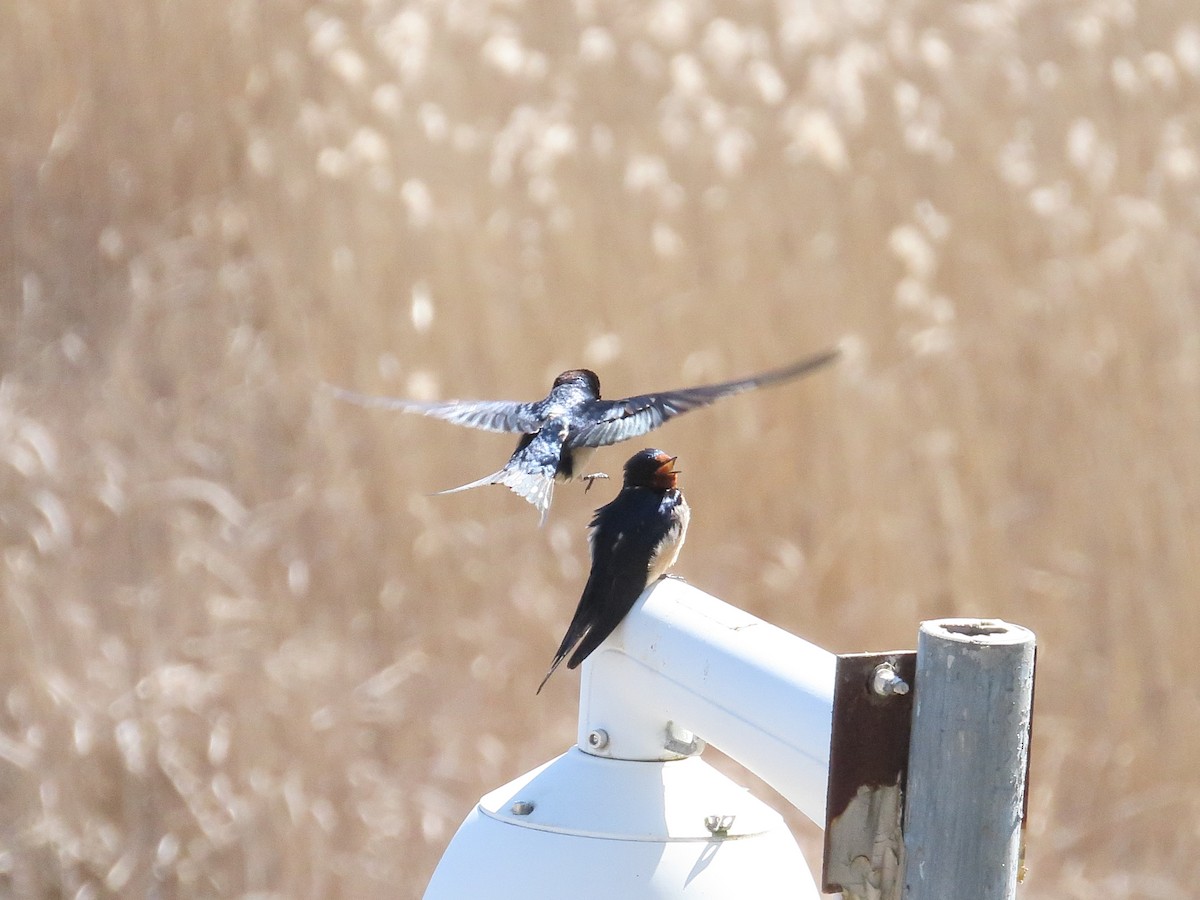 Barn Swallow - ML633957503