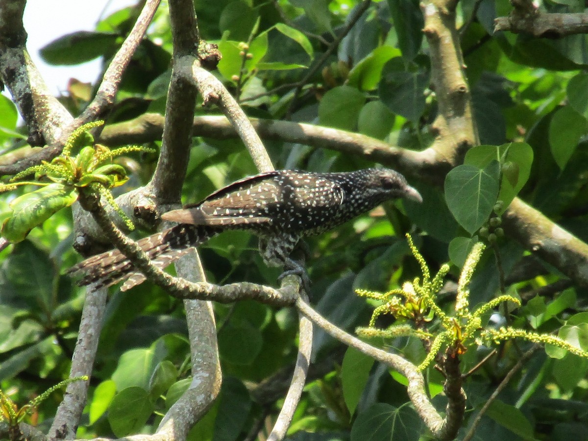 Koel Occidental - ML633957527