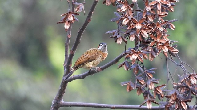 Spot-breasted Woodpecker - ML633957544