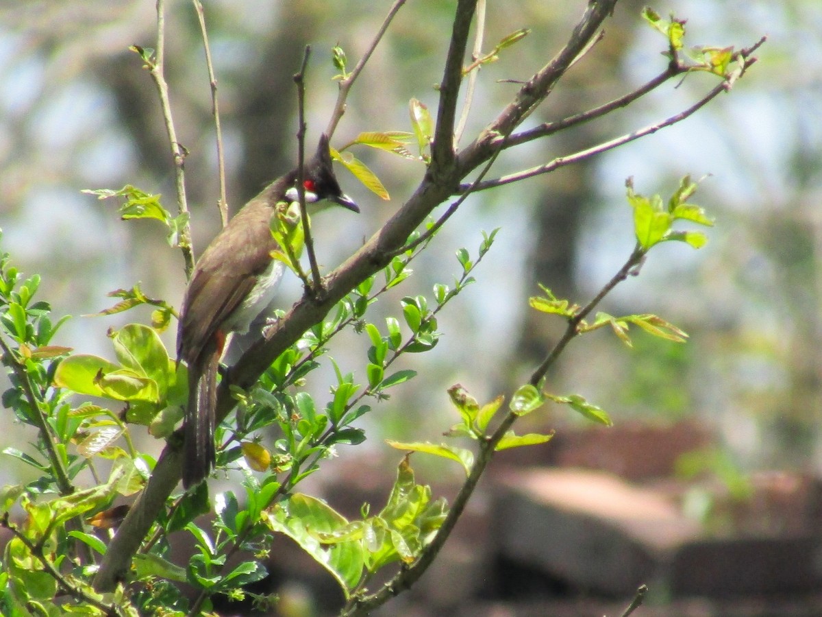 Bulbul Orfeo - ML633957546