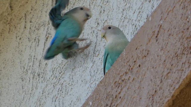 Rosy-faced Lovebird - ML633957557