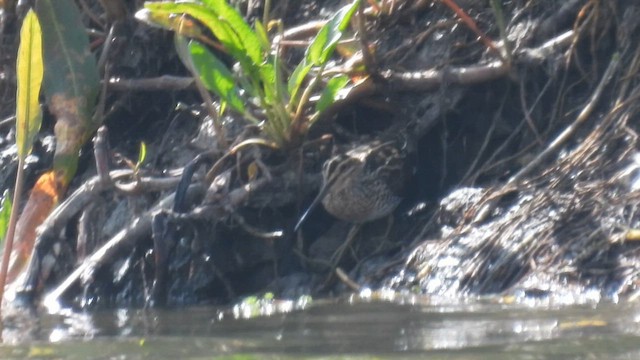 Noble Snipe - ML633957584