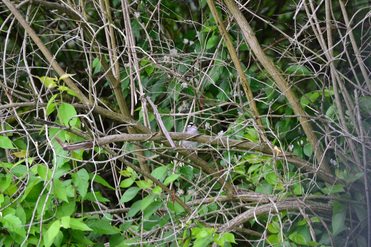 White-crowned Sparrow - ML633957674