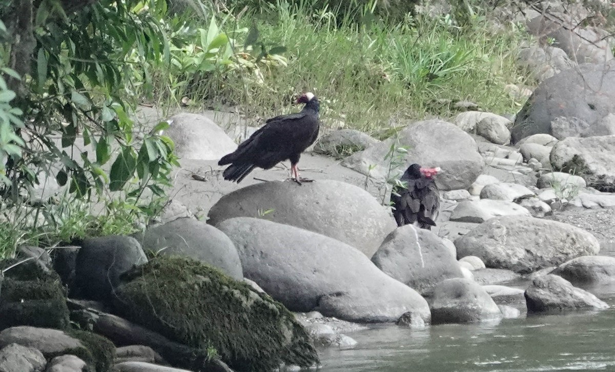 Turkey Vulture - ML633957683